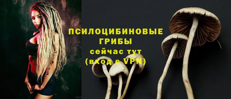 Псилоцибиновые грибы Psilocybe  Харовск 